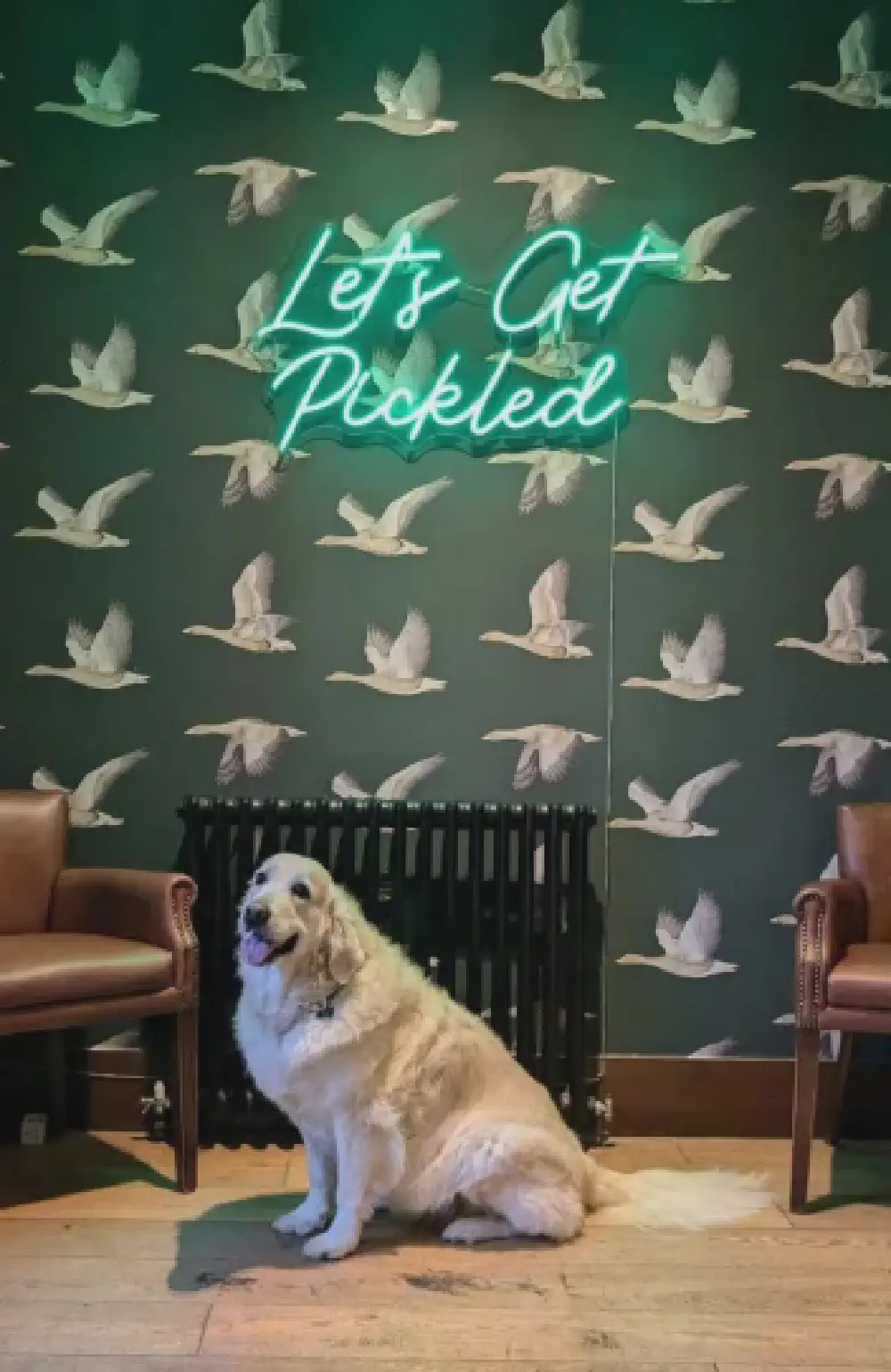 07-dog-and-wallpaper-tall.webp