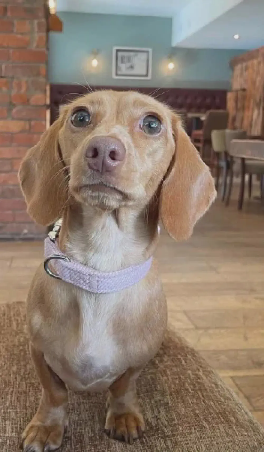 11-pub-dog.webp